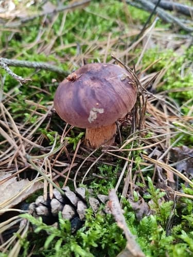 Podgrzybek brunatny