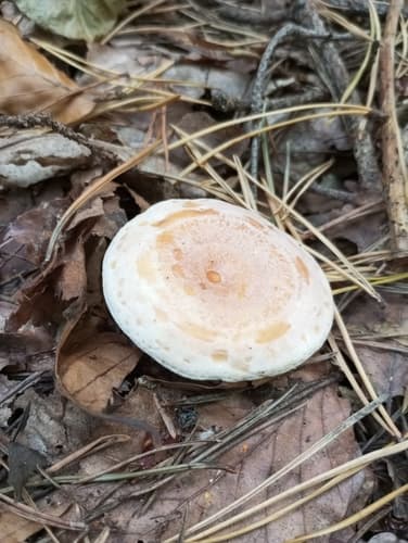 Monetnica plamista