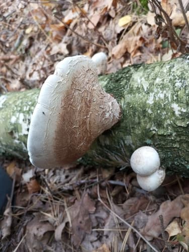Białoporek brzozowy