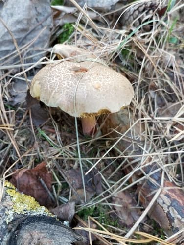 Podgrzybek złotopory