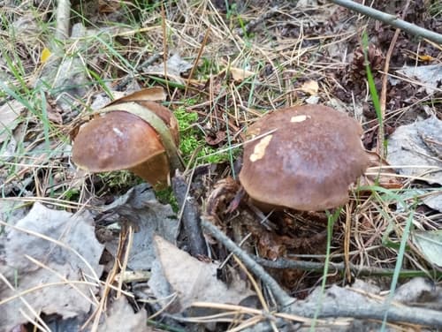 Podgrzybek brunatny