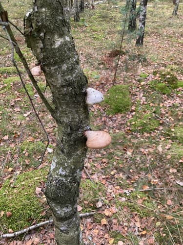 Białoporek brzozowy
