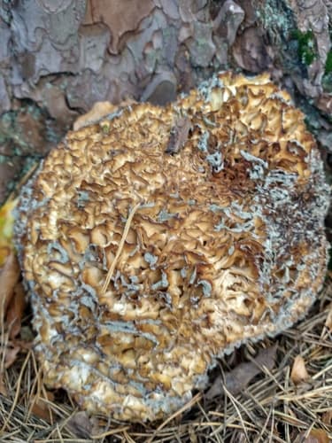 Siedzuń sosnowy