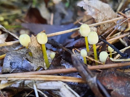 Grzybówka cytrynowa