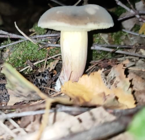 Borowikowate
