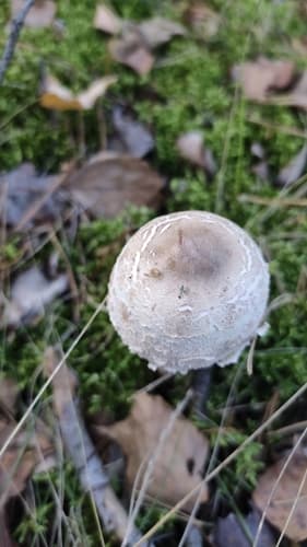 czubajka białotrzonowa