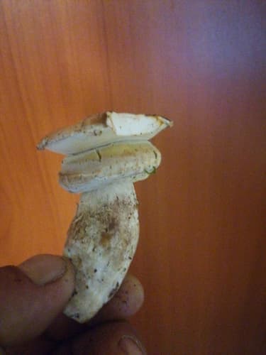 Borowik