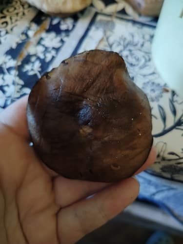 Koźlarz babka