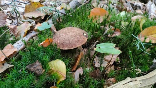 Podgrzybek złotopory