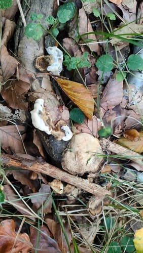 Szaroporka