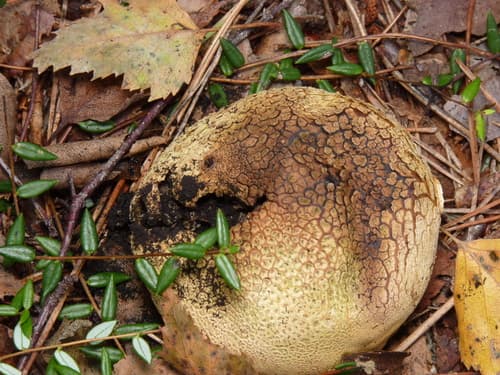 Tęgoskór