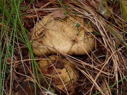 Tęgoskór
