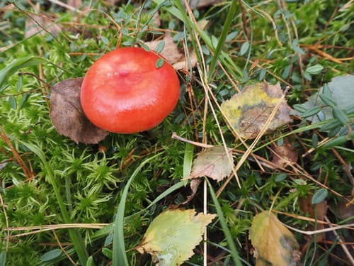 Gołąbek