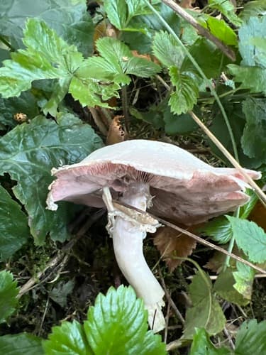 Pieczarka bulwiasta