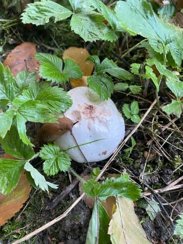 Czasznica olbrzymia