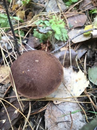 Podgrzybek brunatny