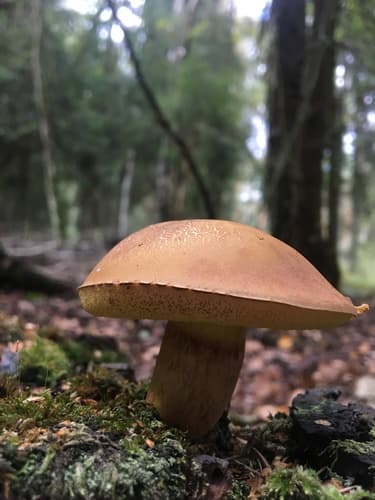 Podgrzybek brunatny