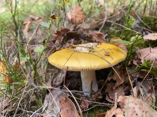 Gołąbek