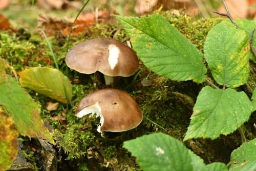 Drobnołuszczak