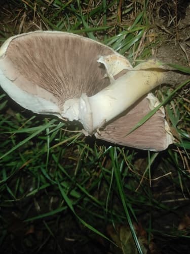 Pieczarka Karbolowa