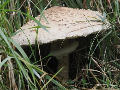 Czubajka kania