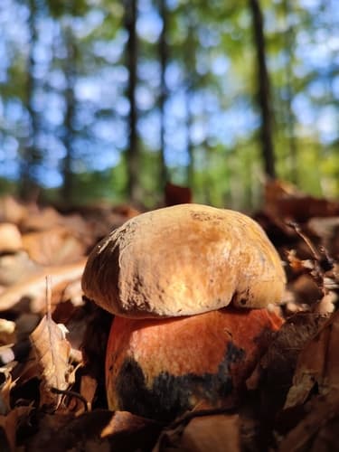 krasnoborowik ceglastopory