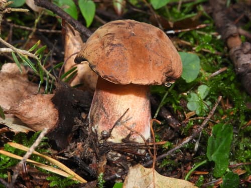 krasnoborowik ceglastopory