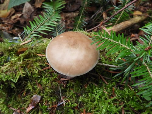 Drobnołuszczak jeleni