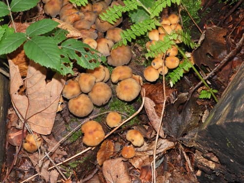 Coprinellus