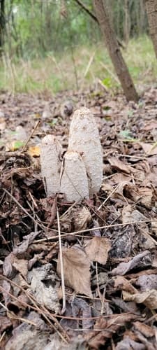 Czernidłak kołpakowaty