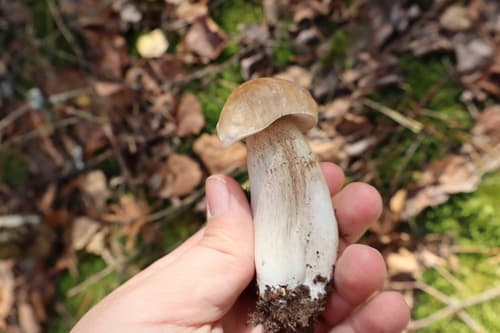 Borowik