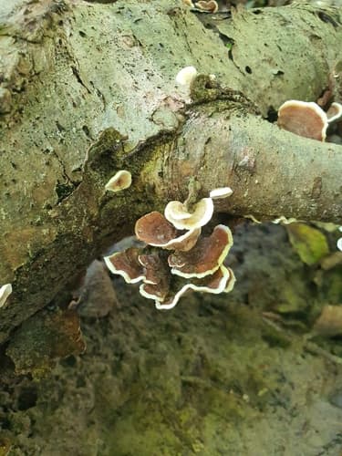 Pieczarniaki