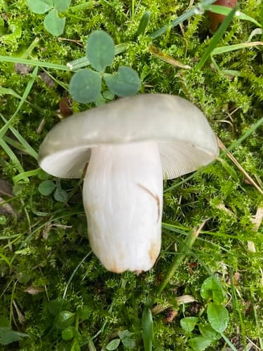 Gołąbek białozielonawy