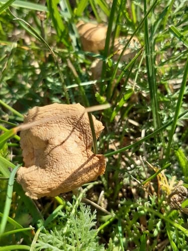 Pieczarkowce