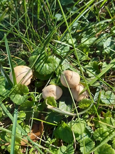 Pieczarkowce