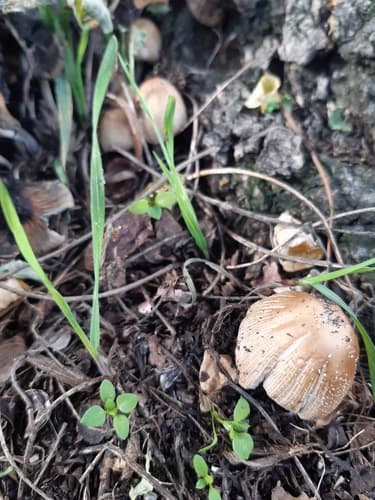 Coprinellus