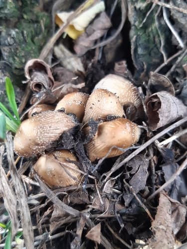 Coprinellus