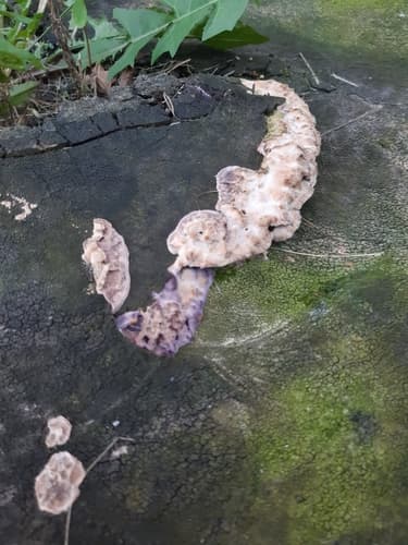 Chondrostereum