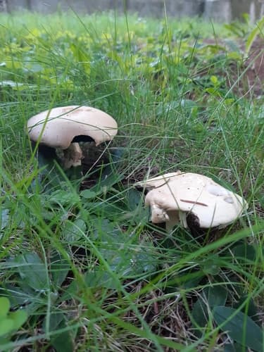 Pieczarka biaława