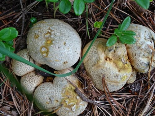 Tęgoskór cytrynowy