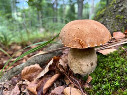borowik usiatkowany
