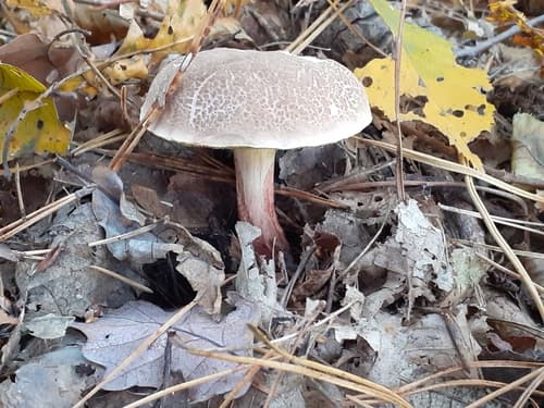 Podgrzybek złotopory