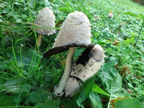 Czernidłak kołpakowaty