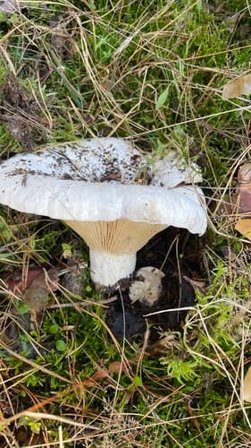 Mleczajowiec chrząstka