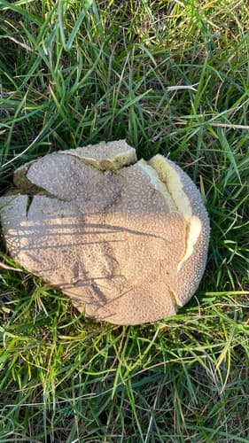 Tęgoskór cytrynowy