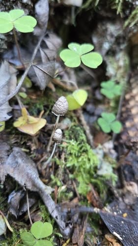 Coprinopsis
