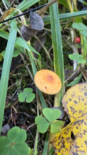 Russularia