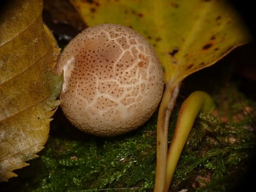 Tęgoskór