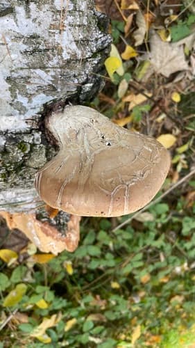 Białoporek brzozowy