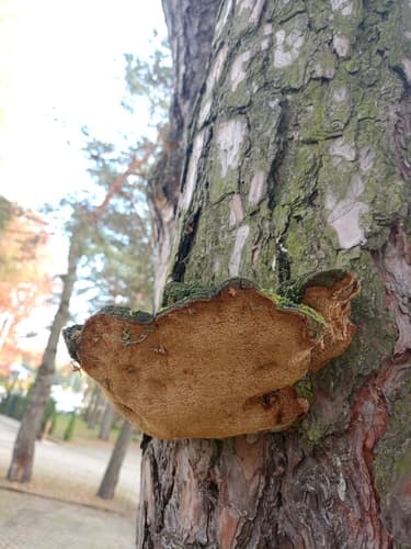 Czyreń sosnowy